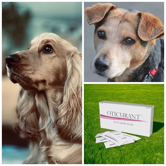 Oticurant - för hundöron