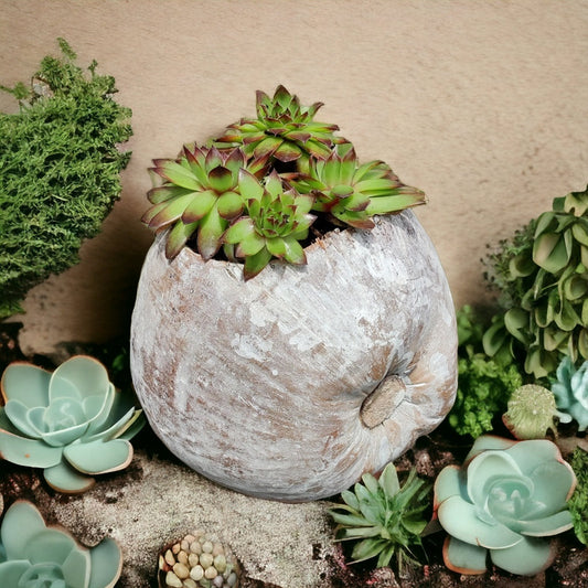 Kokos till dekoration