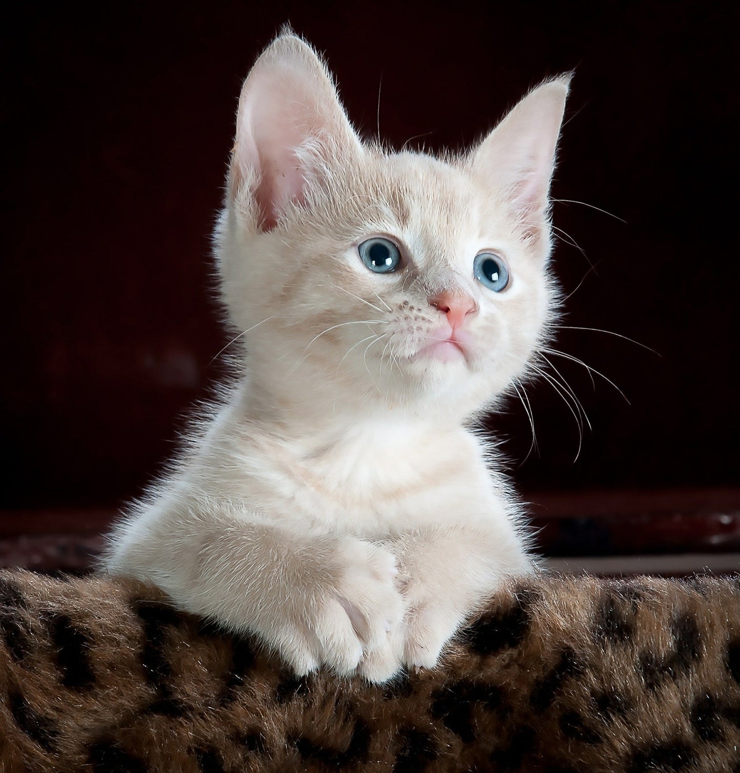 Kattkoppel