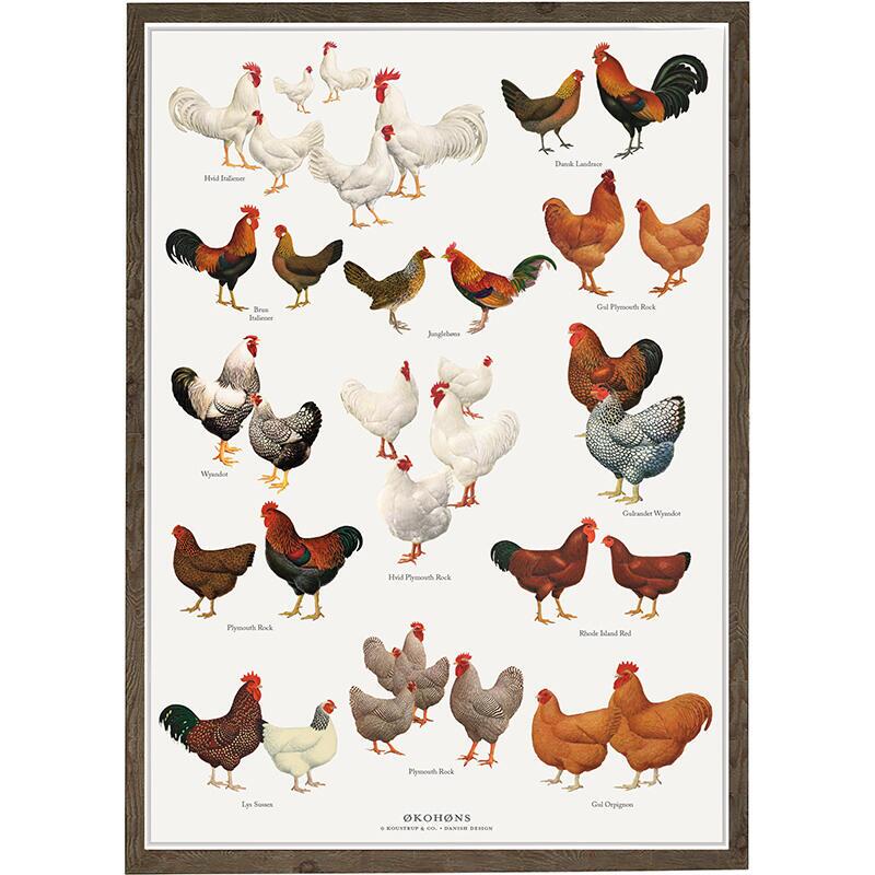 Affisch med kycklingar