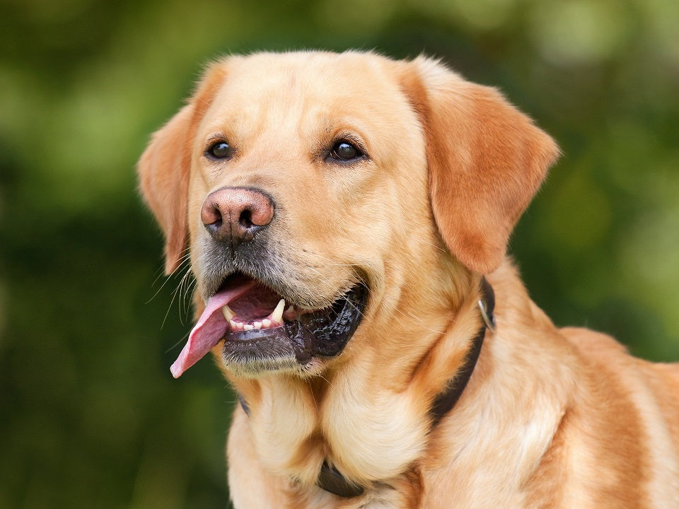 Tecken - hund
