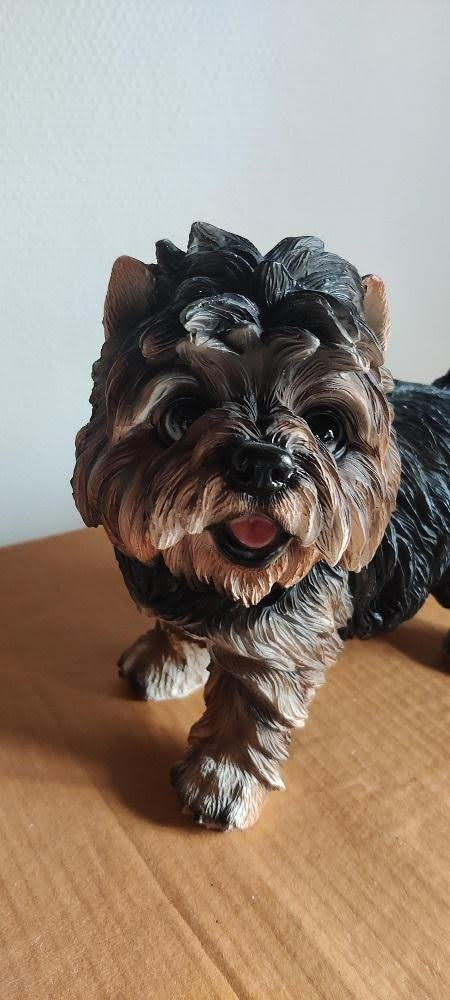 yorkshire terrier hvalp