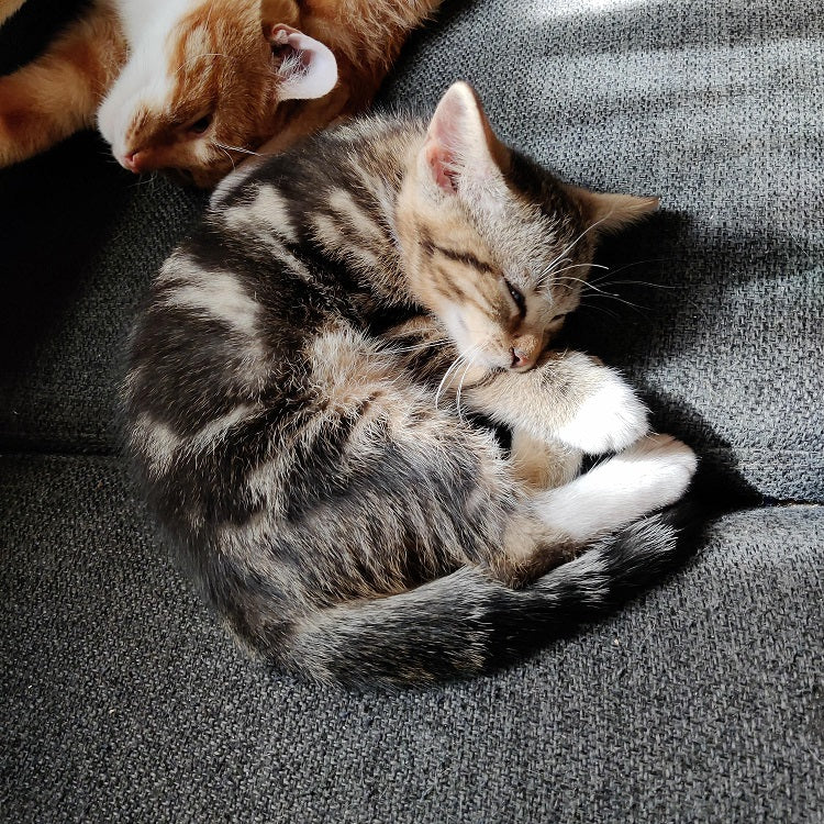Matta med kattmotiv