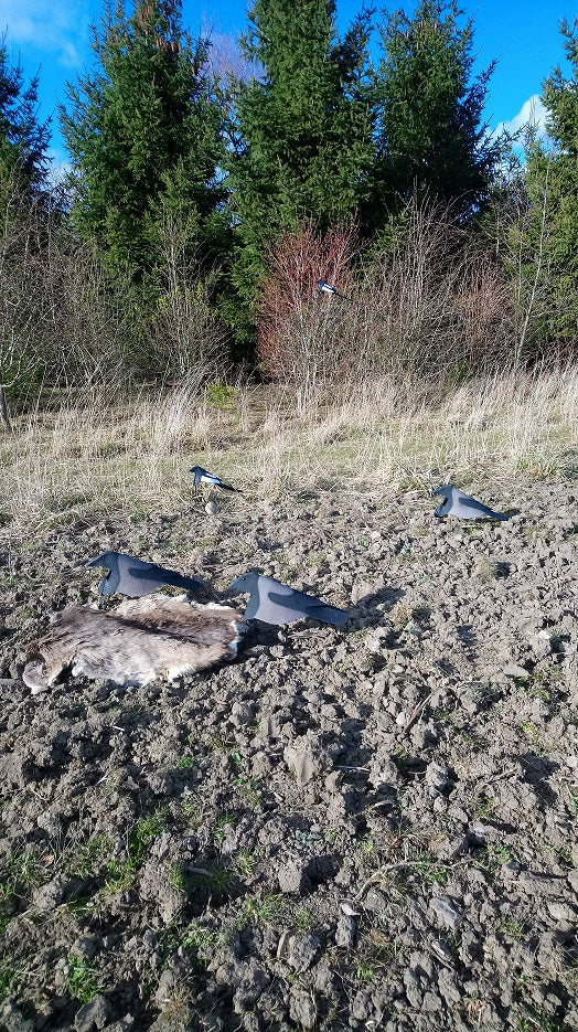 Open Field skata/kråk mix