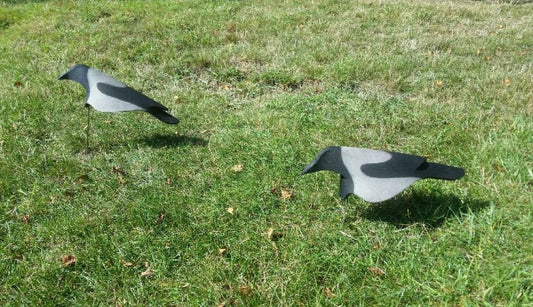 Open Field kråkor lockfåglar