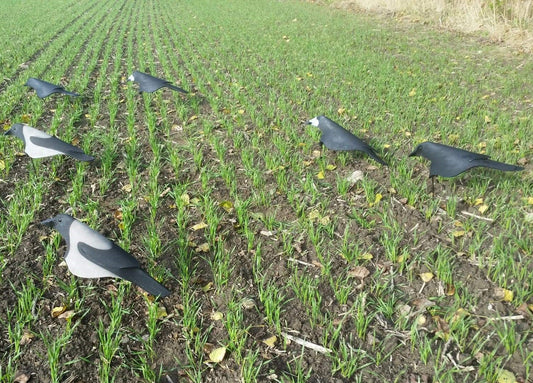 Open Field råka/kråkor Mix