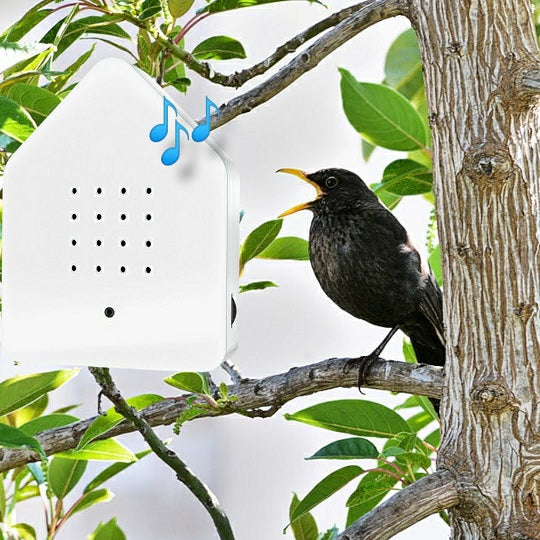 Solsortens sang er indeni Kvidreboxen