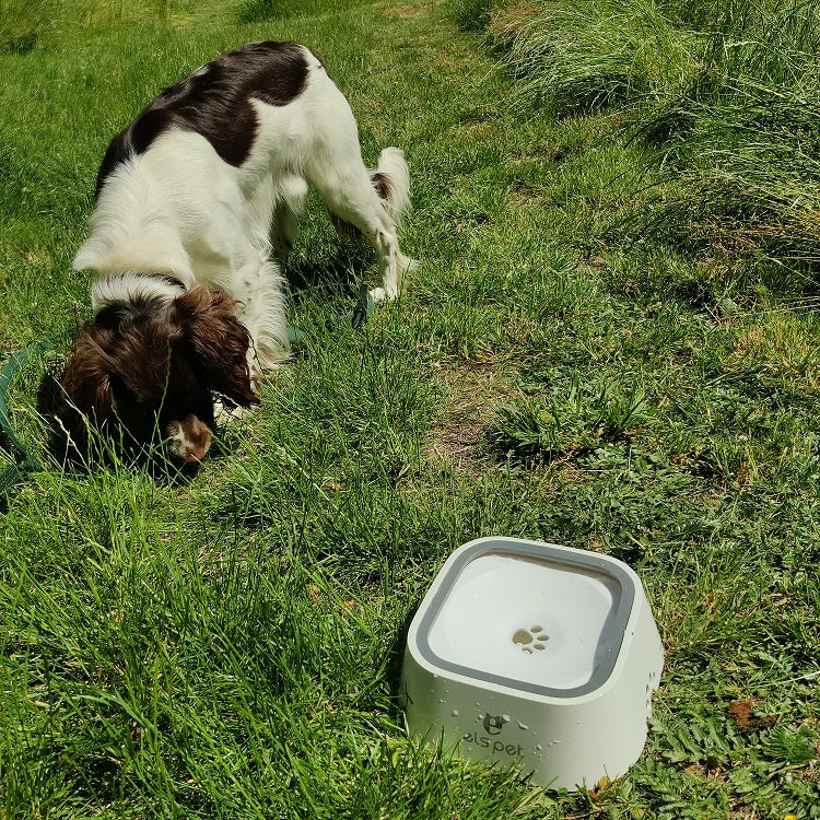Dryckeskål för hund - utan att spilla