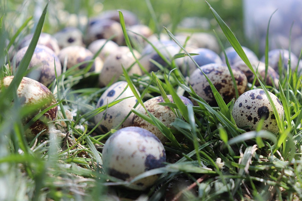Vaktelägg