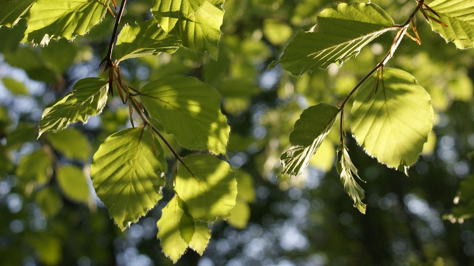 Bøg sprunget ud - forår - fuglelyde